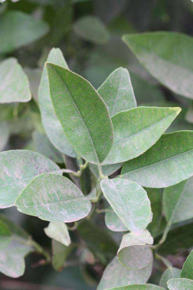              Sun leaves (Riverside, CA)       